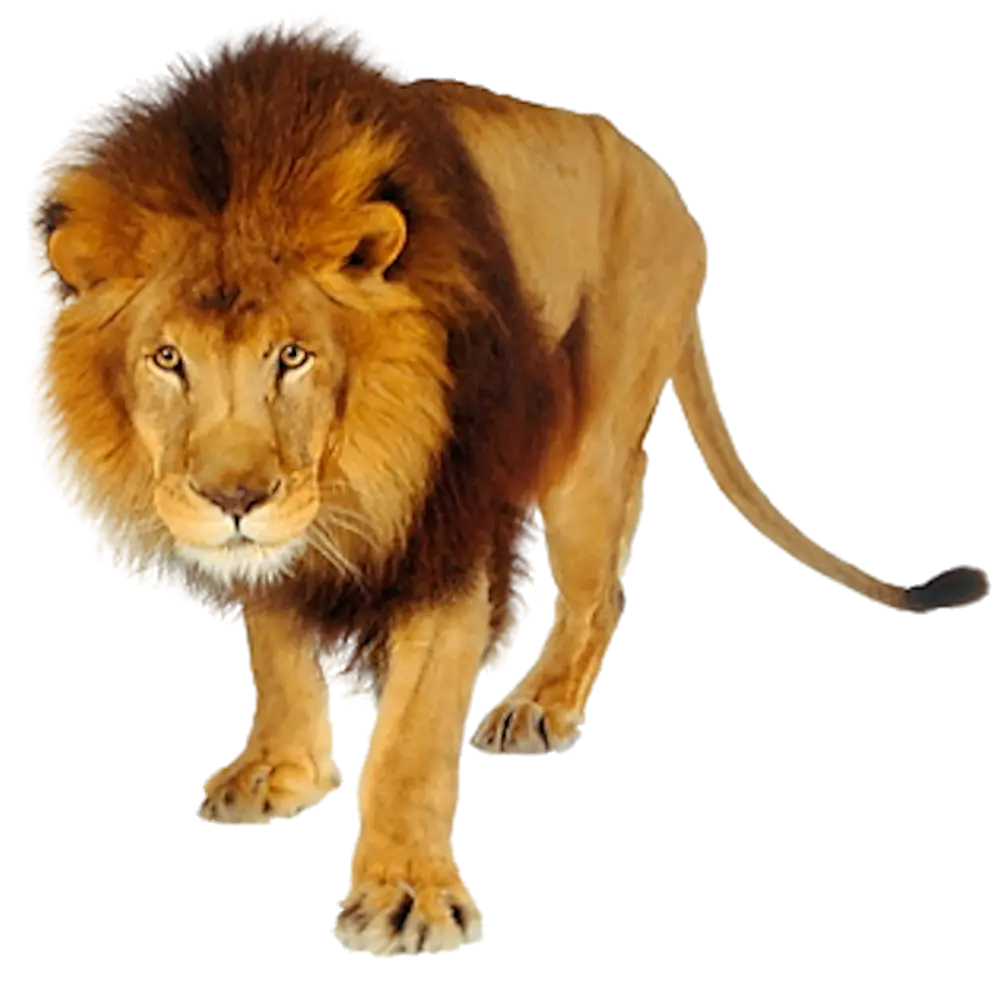Lion Facing Forward Illustration