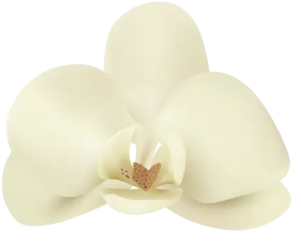 Cream-Colored Orchid Close-Up