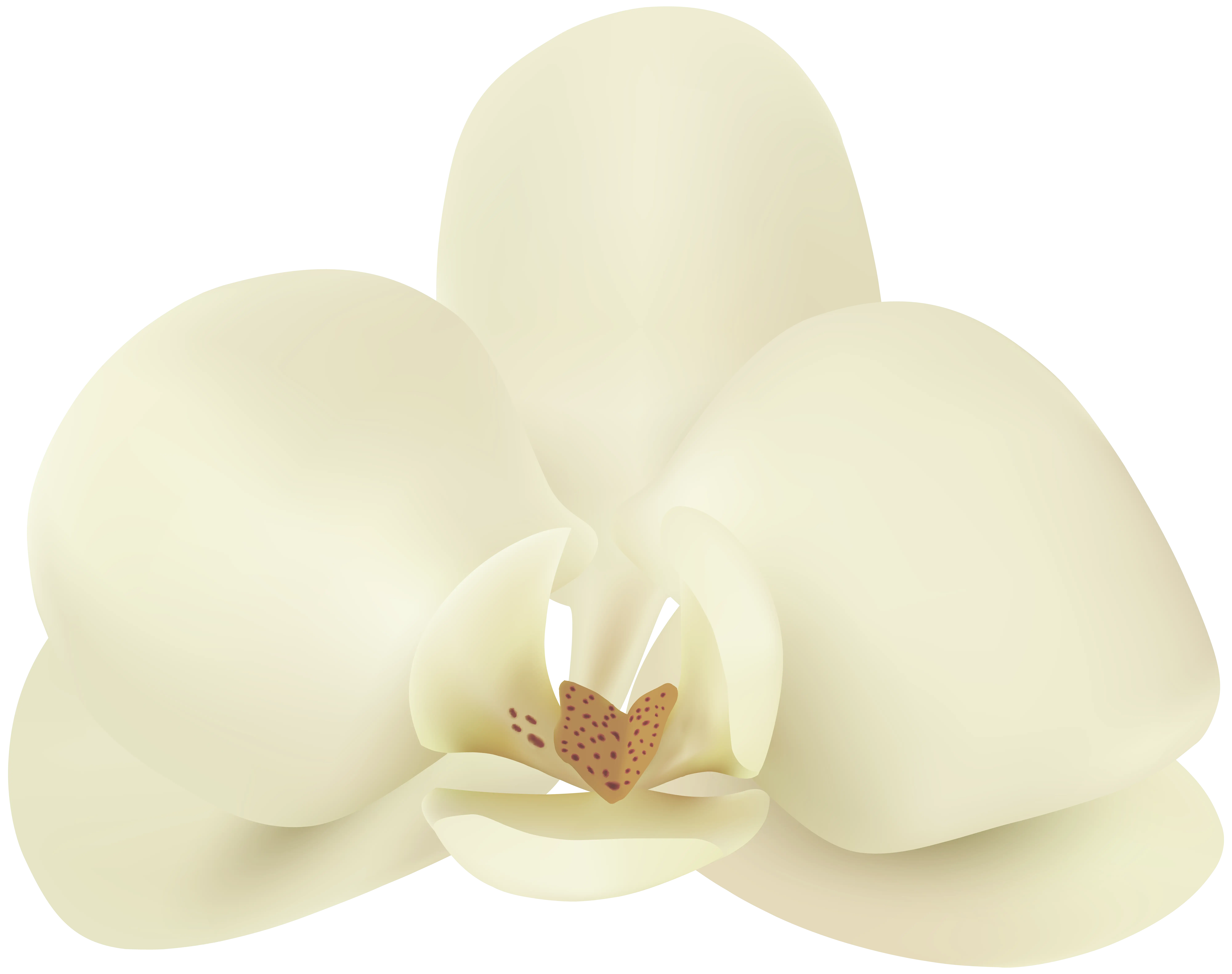 Cream-Colored Orchid Close-Up