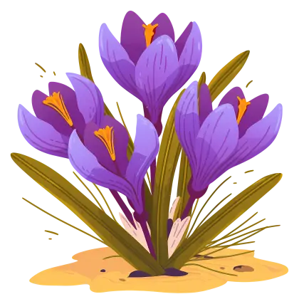 Purple Crocus Flowers in Bloom Illustration