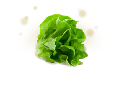 Fresh Green Lettuce for a Healthy Diet