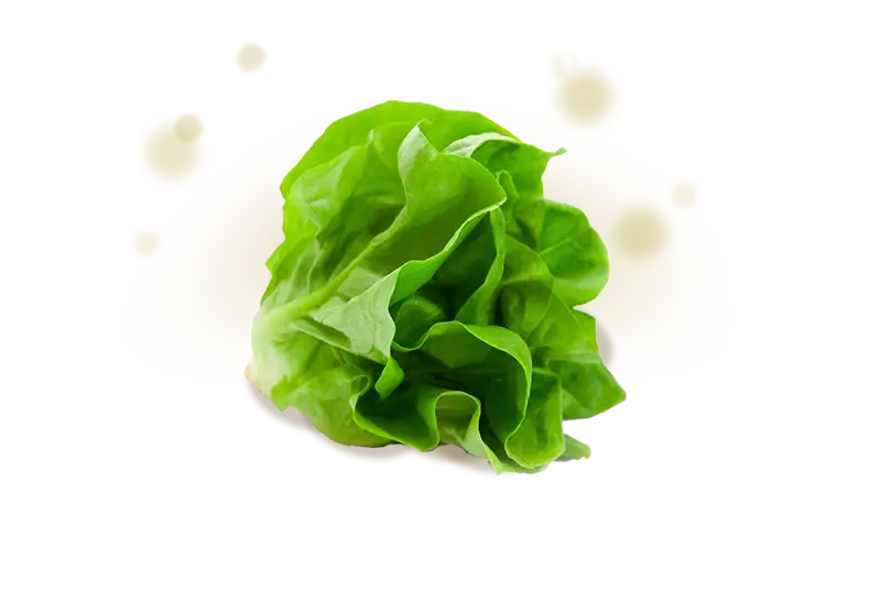 Fresh Green Lettuce for a Healthy Diet