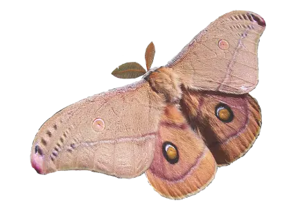 Brown Moth with Patterned Wings
