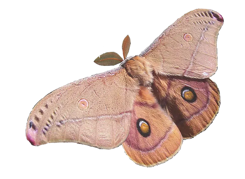 Brown Moth with Patterned Wings