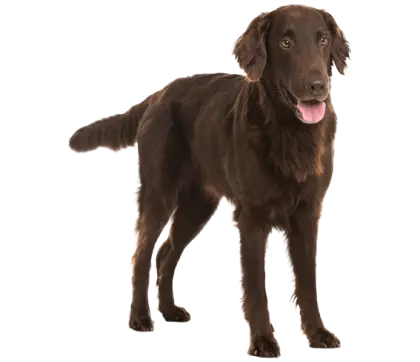 Brown Dog Standing