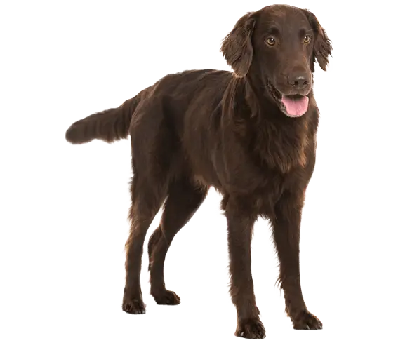 Brown Dog Standing