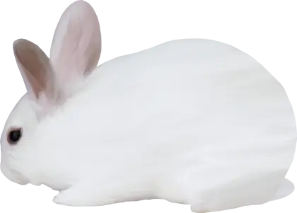 White Rabbit with Clean Background