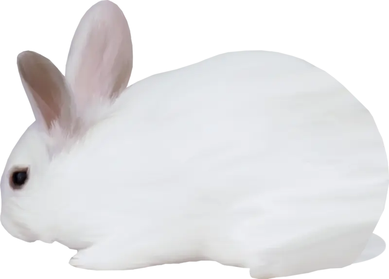 White Rabbit with Clean Background
