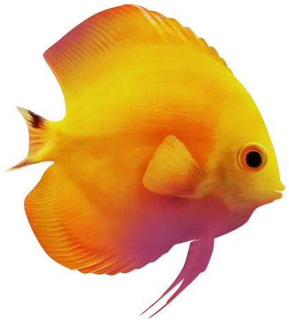 Bright Yellow Fish