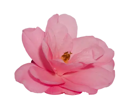 Soft Pink Flower with Delicate Petals