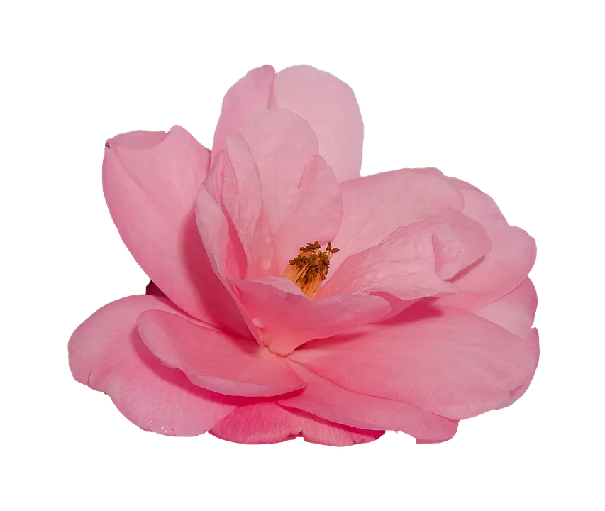 Soft Pink Flower with Delicate Petals