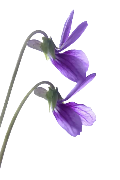 Purple Flower Close-Up