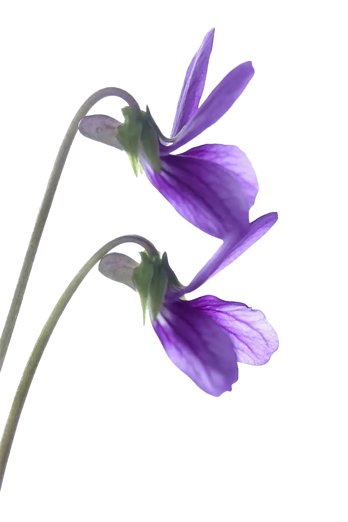 Purple Flower Close-Up