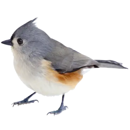 Small Cute Bird