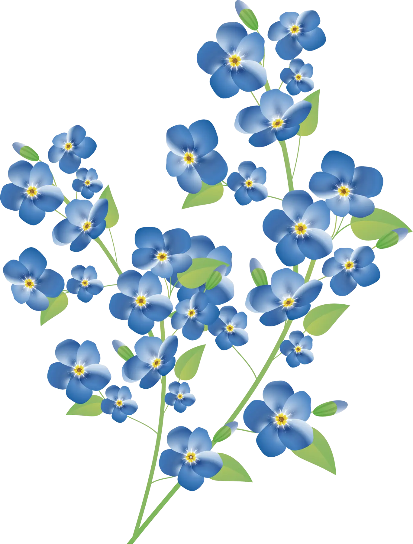 Blue Flowers Botanical Illustration