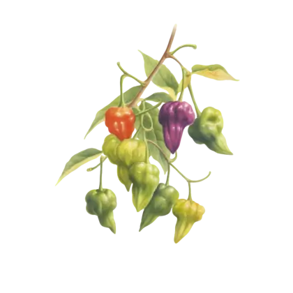 Colorful Peppers on a Branch