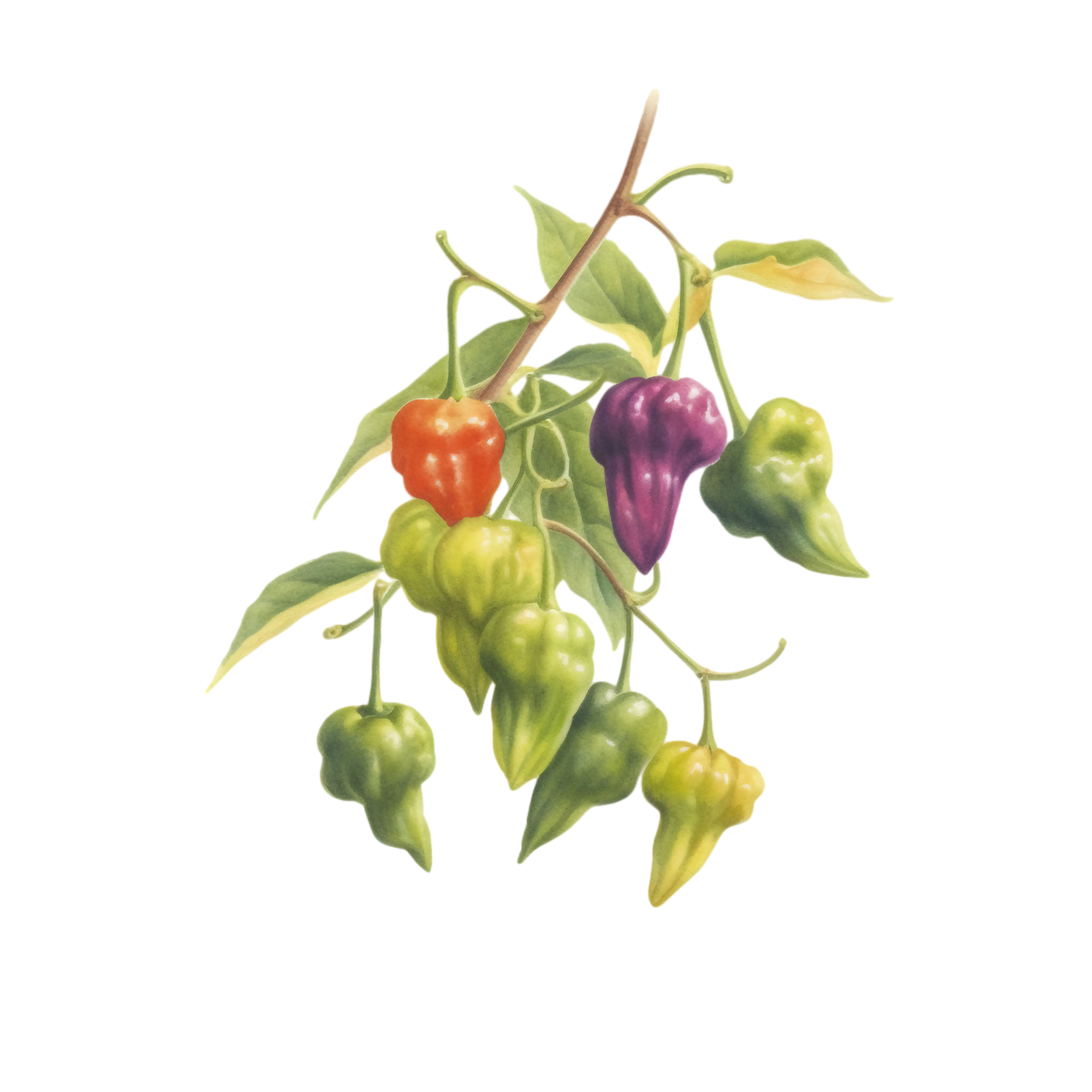 Colorful Peppers on a Branch