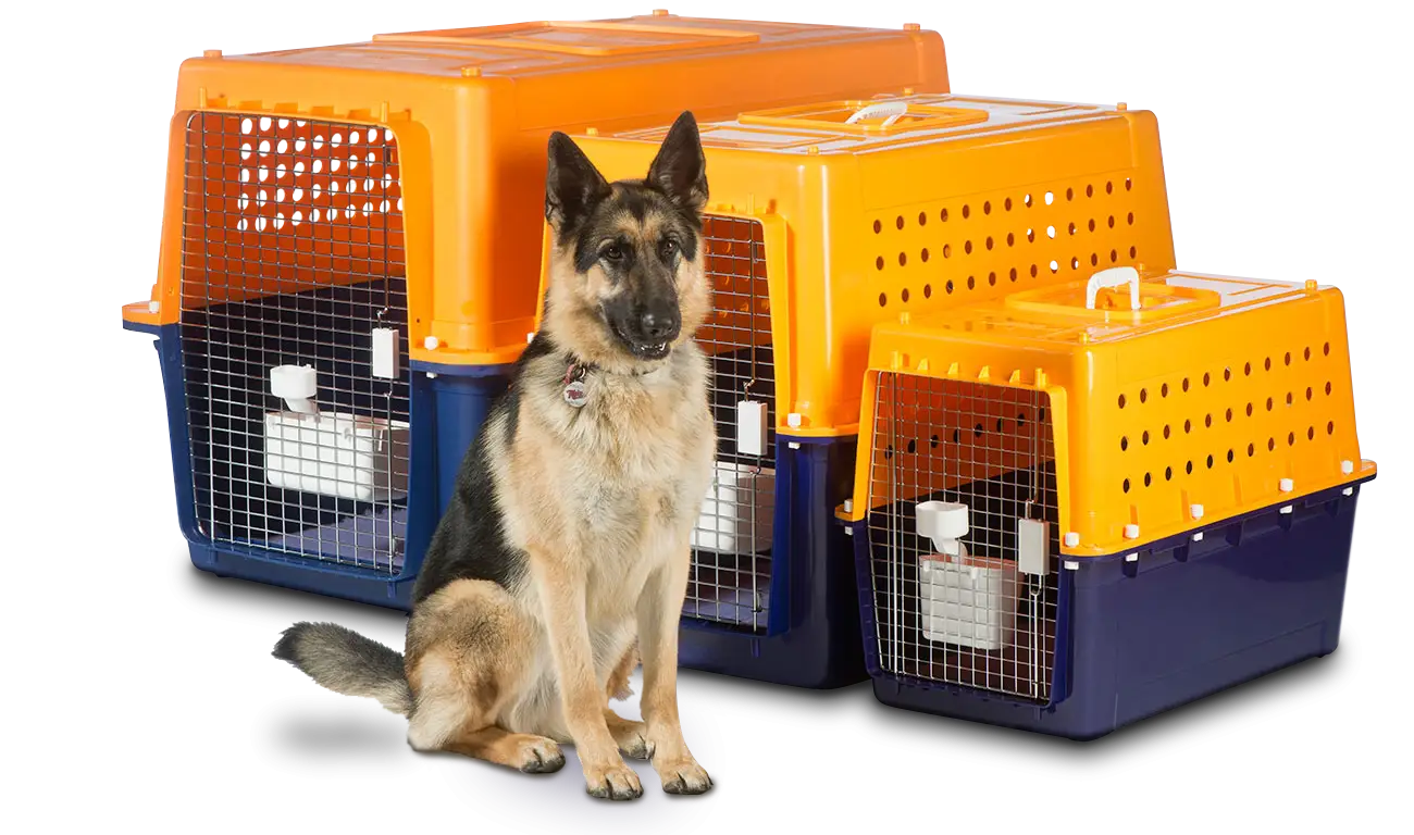 Dog with Pet Carriers for Travel