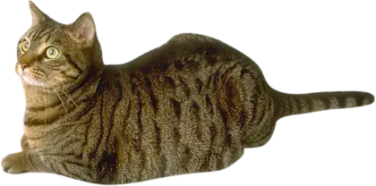 Relaxed Tabby Cat