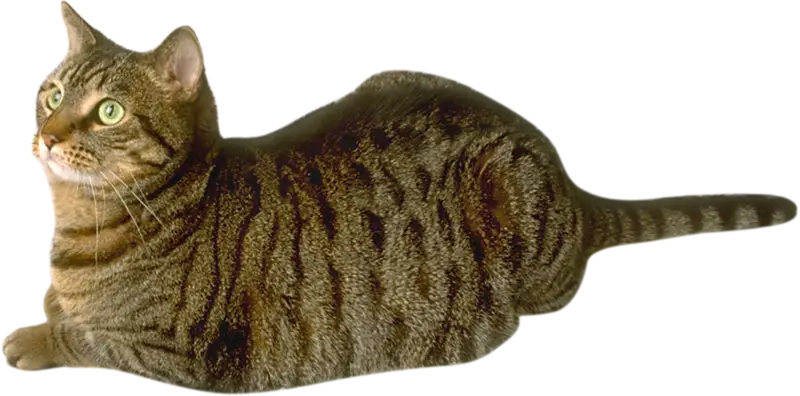 Relaxed Tabby Cat