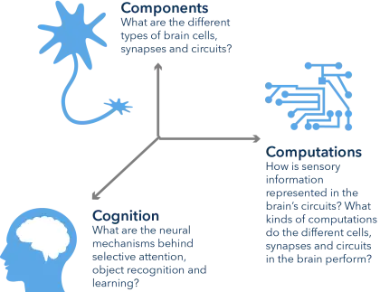 Brain Diagram for Educational Concept