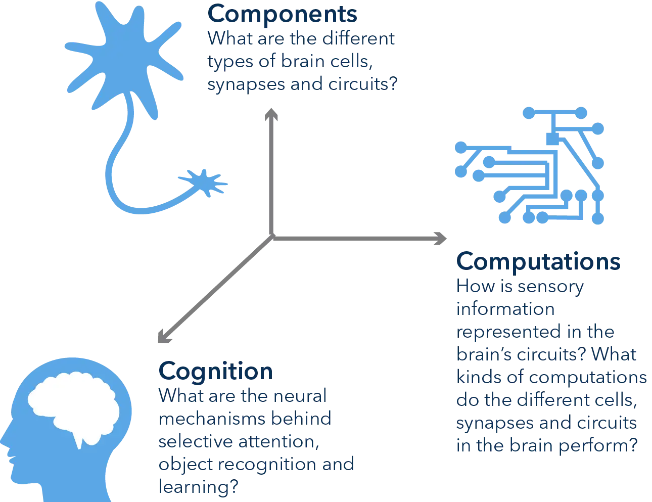 Brain Diagram for Educational Concept