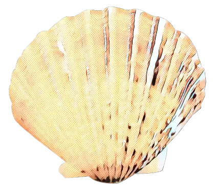 Delicate Seashell Drawing in Light Tones