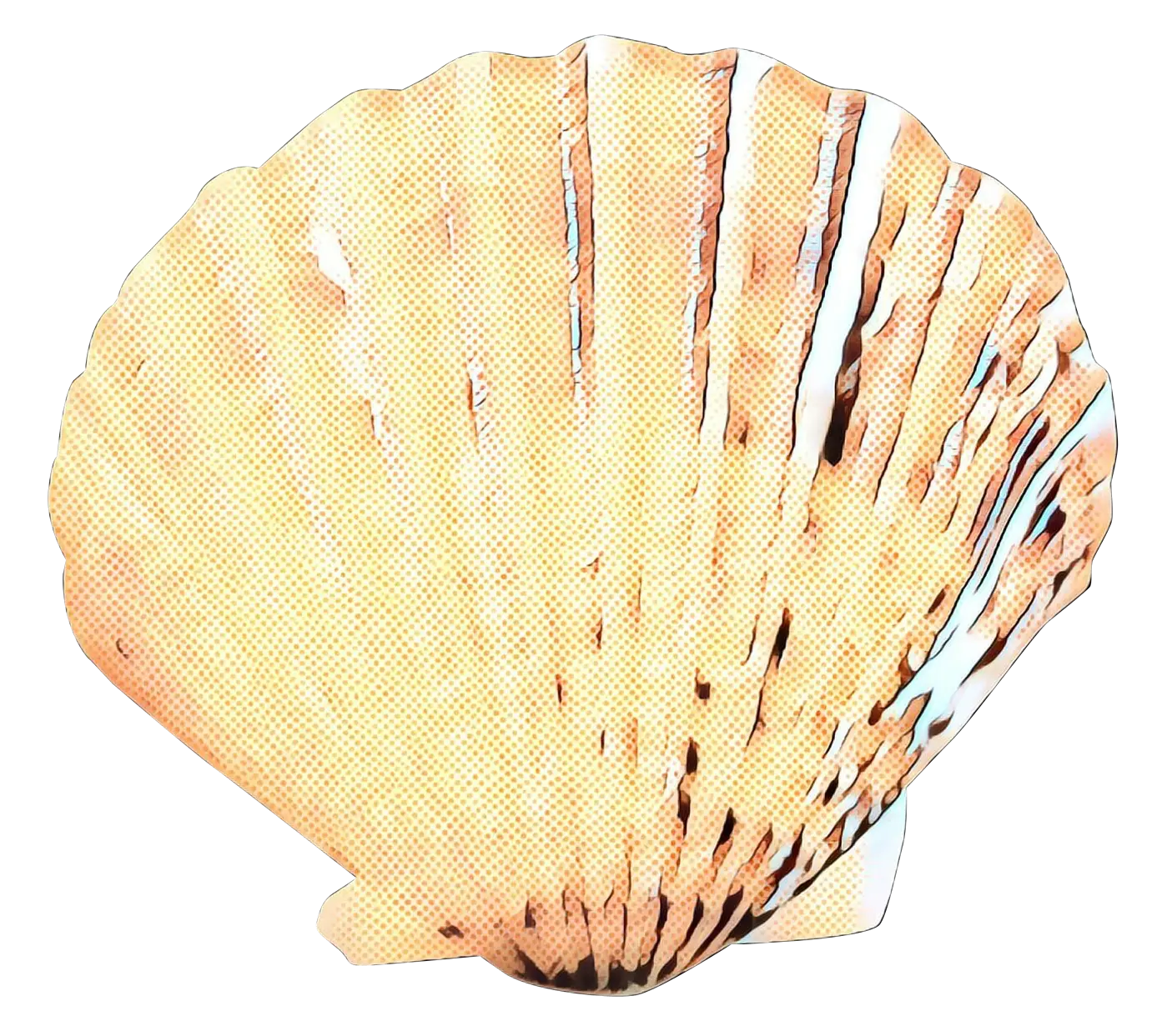 Delicate Seashell Drawing in Light Tones