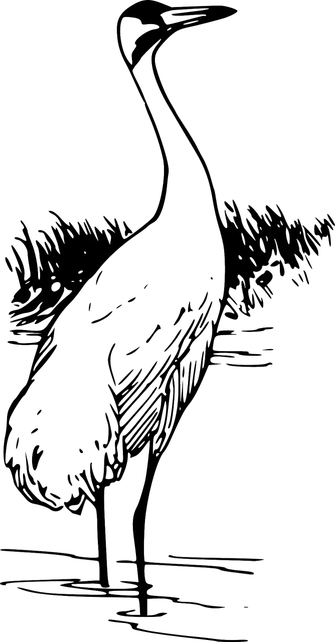 Black and White Crane Sketch