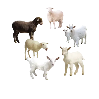 Various Sheep and Goats in a Group