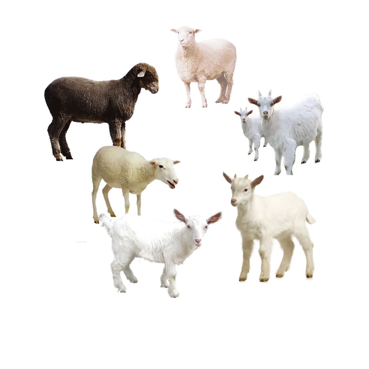Various Sheep and Goats in a Group