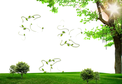 Tree with Green Leaves in Sunlight