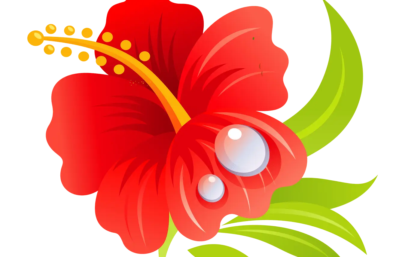 Red Hibiscus Flower with Green Leaves