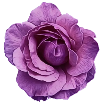 Beautiful Purple Rose Flower Art
