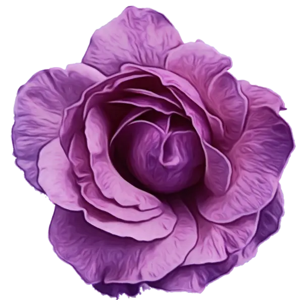 Beautiful Purple Rose Flower Art
