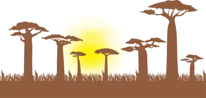 Baobab Trees at Sunset