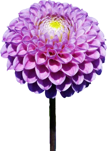 Purple Dahlia Flower in Bloom