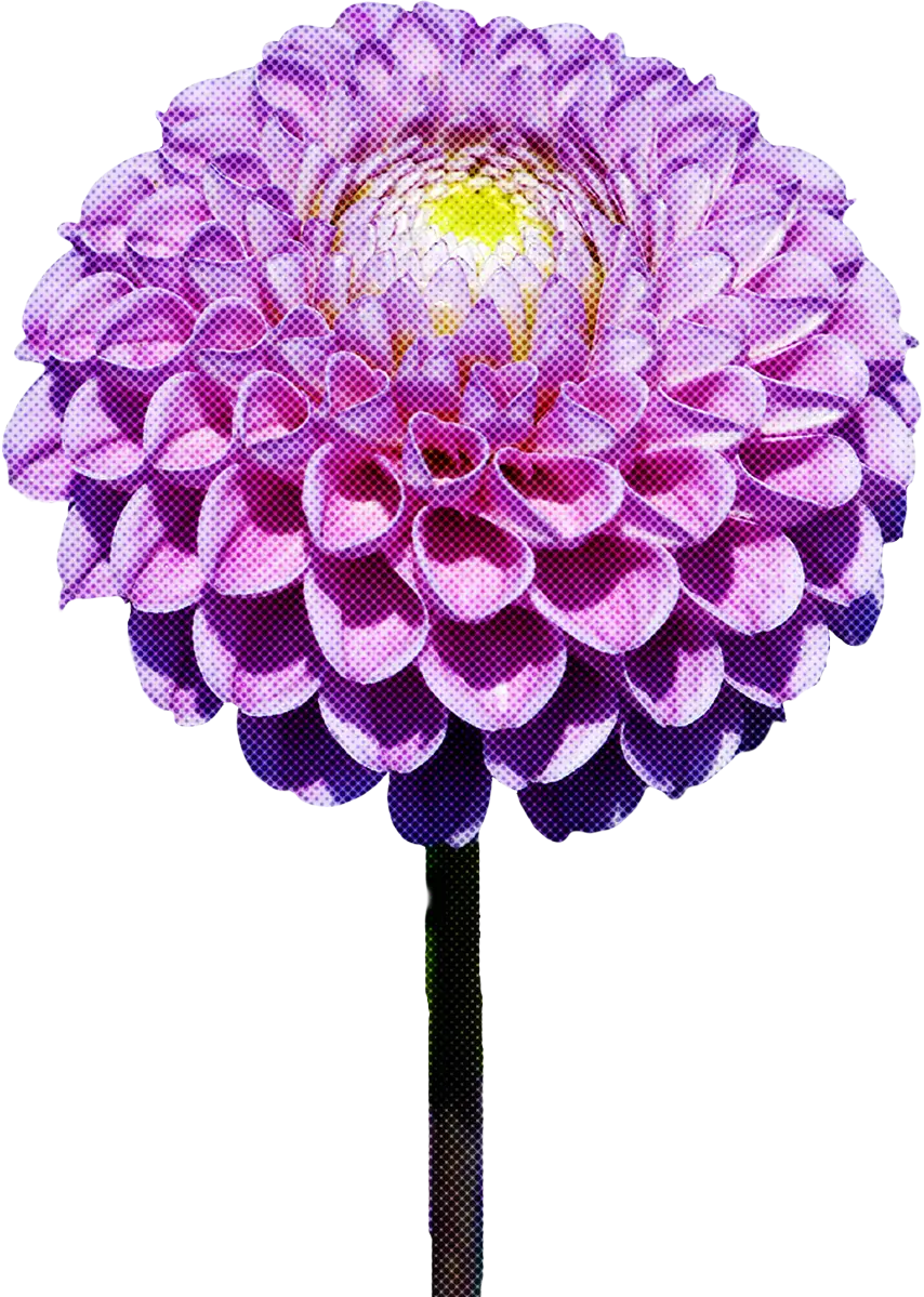 Purple Dahlia Flower in Bloom