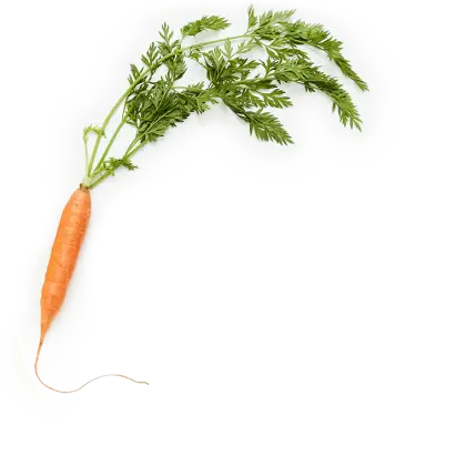 Fresh Carrot with Green Leaves
