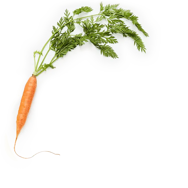 Fresh Carrot with Green Leaves