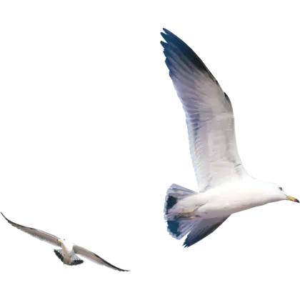 Seagulls in Flight Over Coastal Sky
