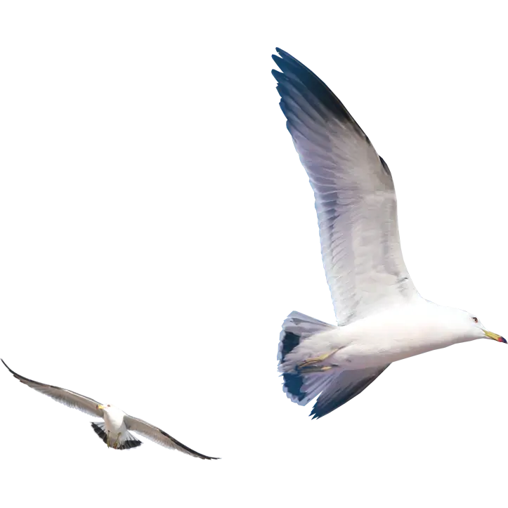 Seagulls in Flight Over Coastal Sky