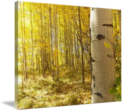 Autumn Forest with Yellow Leaves
