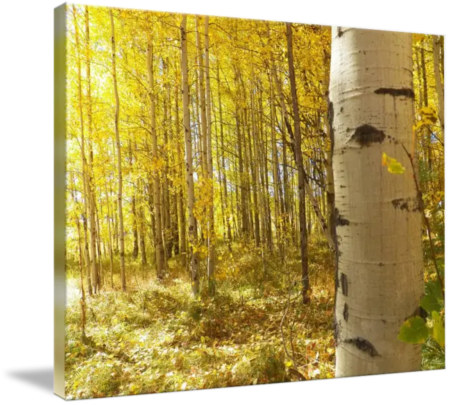 Autumn Forest with Yellow Leaves