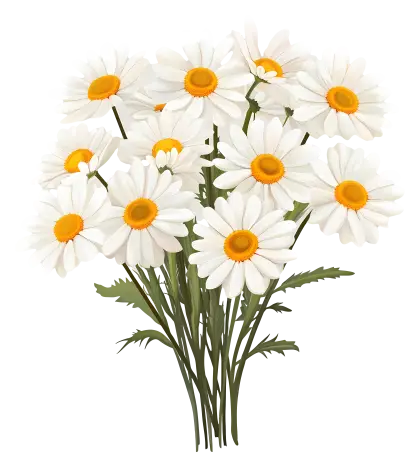 Bouquet of Daisies