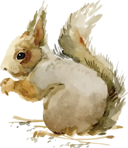 Cute Squirrel Illustration