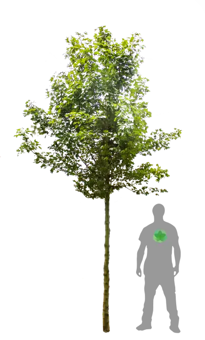 Green Tree Illustration
