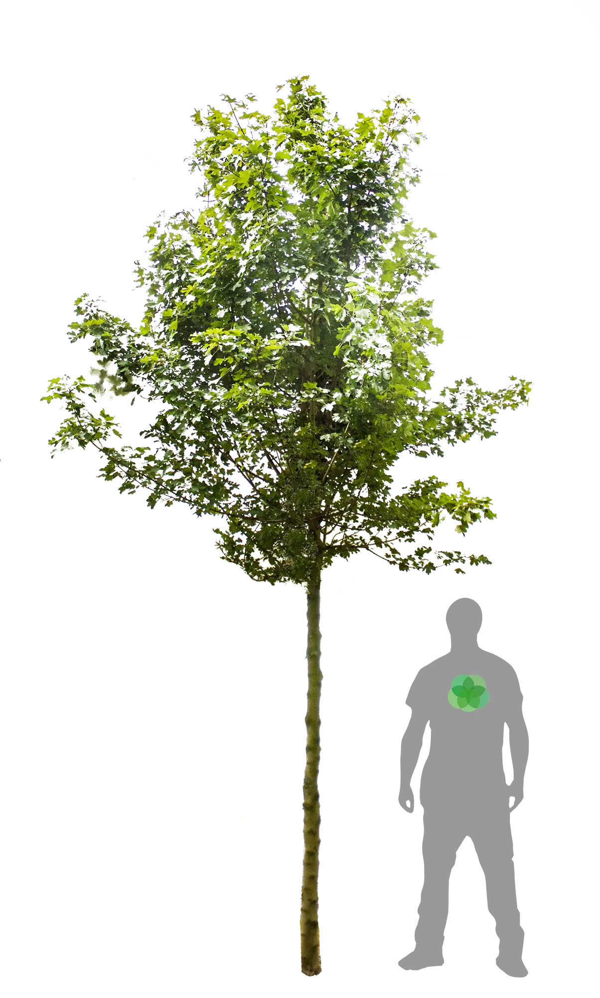 Green Tree Illustration