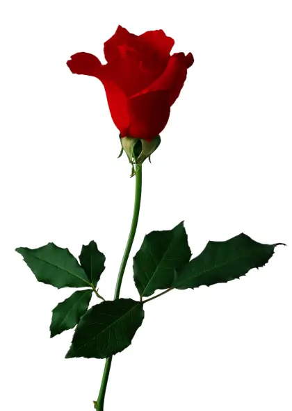 Bright Red Rose Illustration with Green Leaves