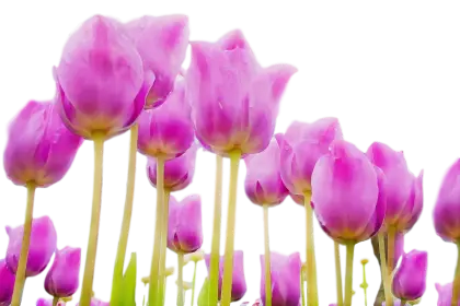 Field of Purple Tulips in Full Bloom